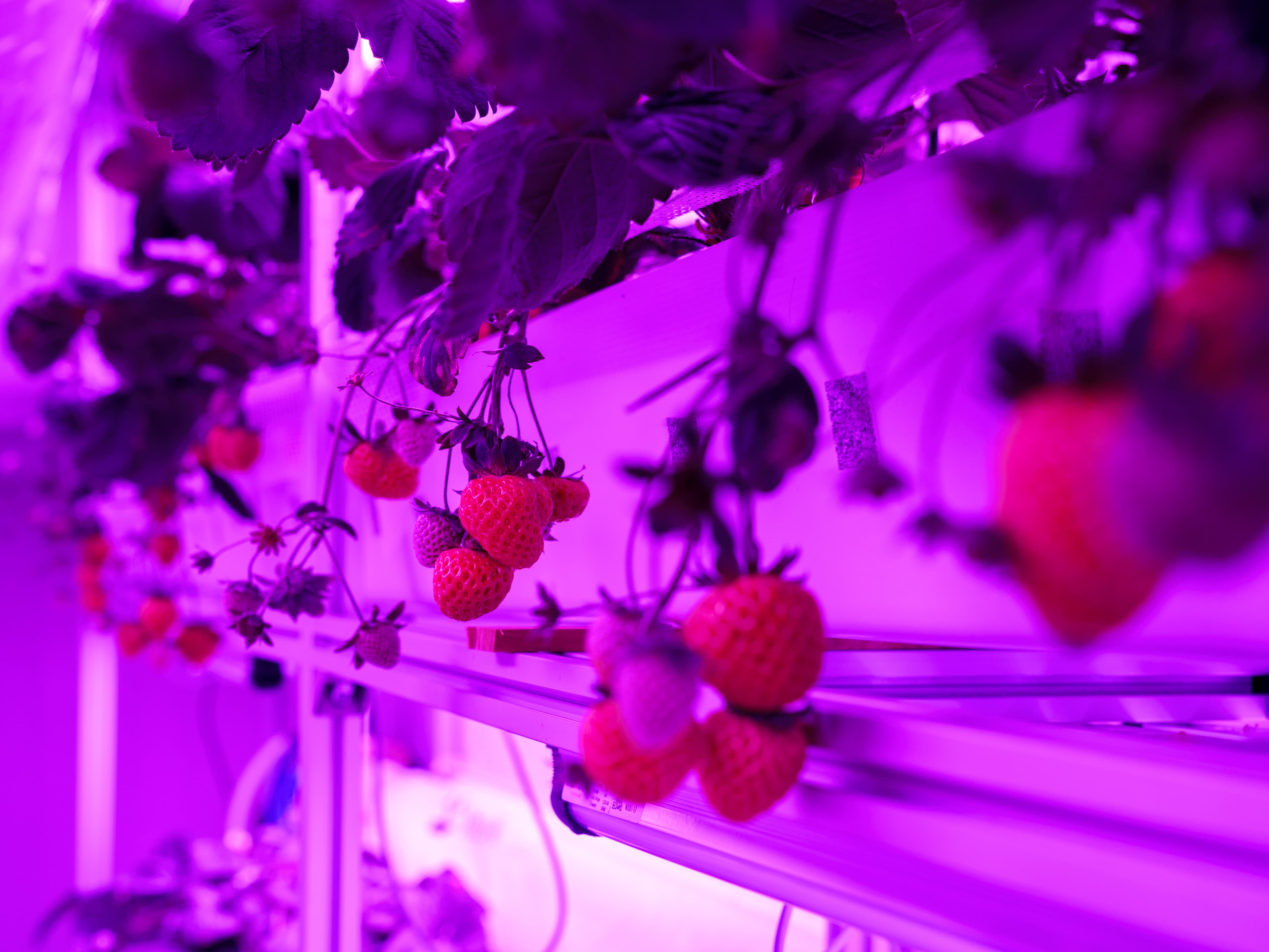 indoor farm